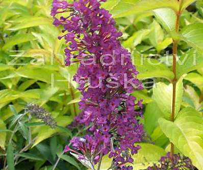 komule - Buddleja davidii 'Border Beauty'