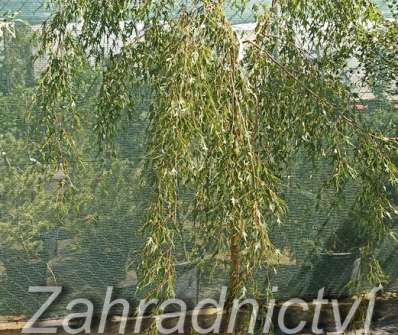 bříza - Betula verrucosa 'Gracilis'
