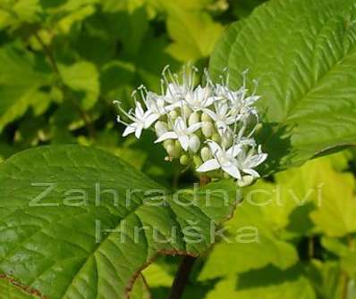 svída - Cornus alba 'Sibirica'