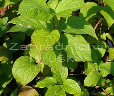 svída - Cornus alba 'Sibirica'