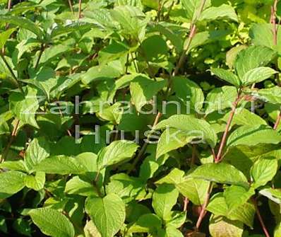 svída - Cornus alba 'Sibirica'