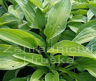 bohyška - Hosta 'Julie Morss'