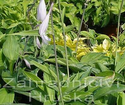 bohyška - Hosta 'Julie Morss'