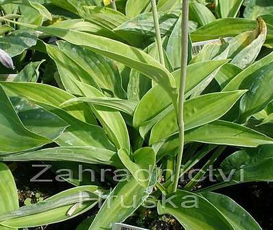 bohyška - Hosta 'Julie Morss'