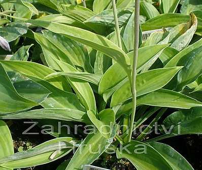 bohyška - Hosta 'Julie Morss'