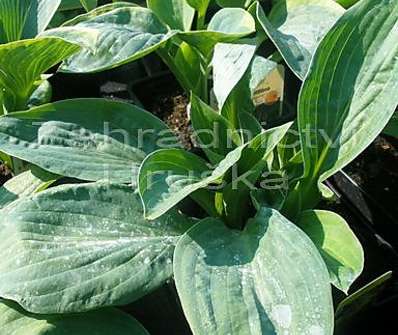 bohyška - Hosta 'Julie Morss'