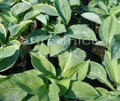 bohyška - Hosta 'Julie Morss'