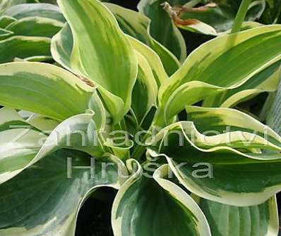 bohyška - Hosta 'Mama Mia'