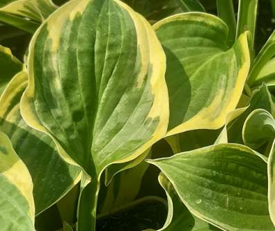 bohyška - Hosta 'Mama Mia'