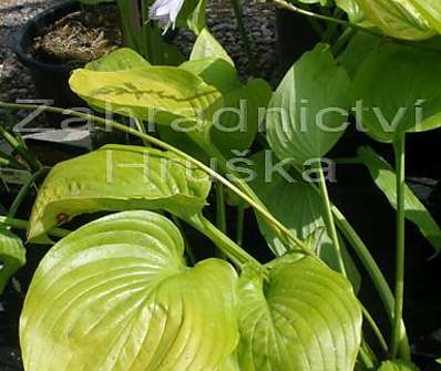 bohyška - Hosta 'Sum and Substance'