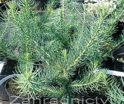 modřín - Larix decidua 'Globosa'