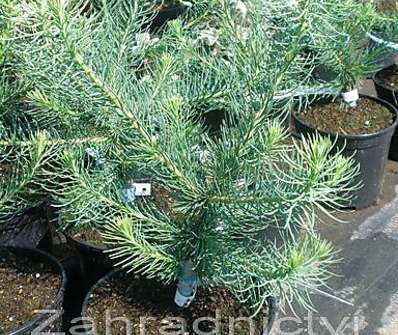 modřín - Larix decidua 'Globosa'