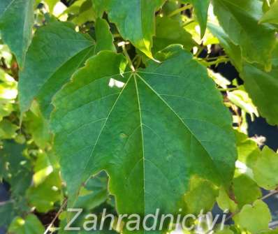 přísavník - Parthenocissus tricuspidata Veitchii