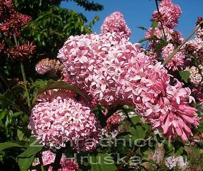šeřík - Syringa x prestoniae 'Miss Canada'
