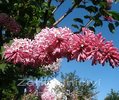 šeřík - Syringa x prestoniae 'Miss Canada'