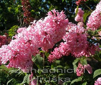 šeřík - Syringa x prestoniae 'Miss Canada'