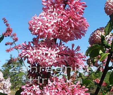 šeřík - Syringa x prestoniae 'Miss Canada'