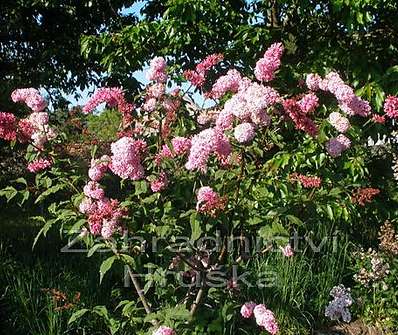 šeřík - Syringa x prestoniae 'Miss Canada'