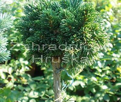 smrk - Picea abies 'Kukleny'