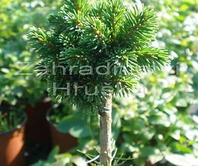 smrk - Picea abies 'Kukleny'