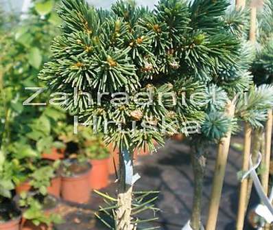 smrk - Picea abies 'Kukleny'