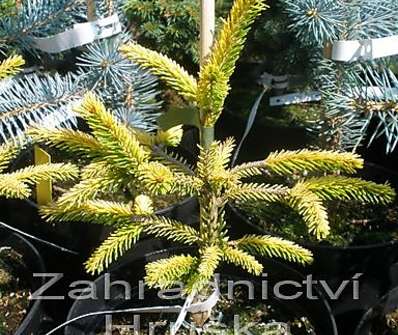 smrk - Picea orientalis 'Aurea Nana'