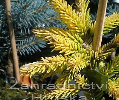 smrk - Picea orientalis 'Aurea Nana'