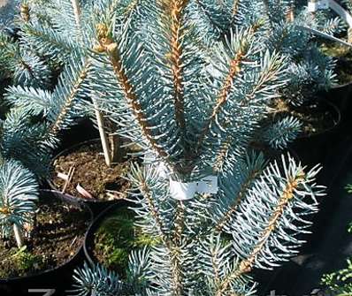 smrk - Picea pungens 'Iseli Fastigiata'.