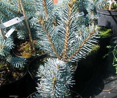 smrk - Picea pungens 'Iseli Fastigiata'.