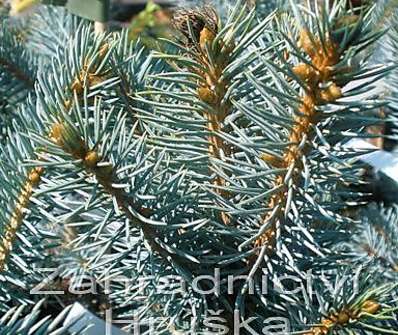smrk - Picea pungens 'Iseli Fastigiata'.