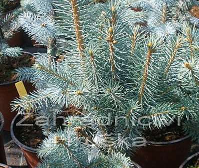smrk - Picea pungens 'Iseli Fastigiata'.