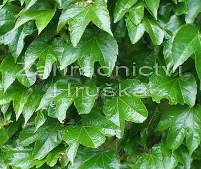 přísavník - Parthenocissus tricuspidata