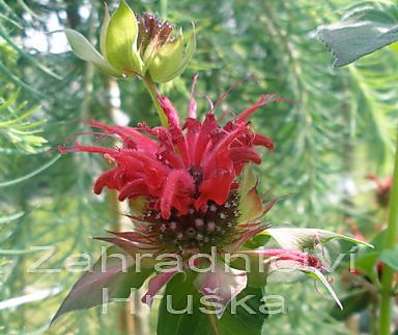 Monarda Squaw