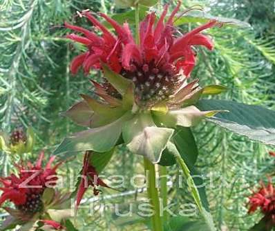 Monarda Squaw