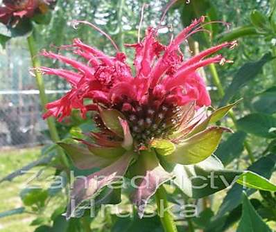 Monarda Squaw