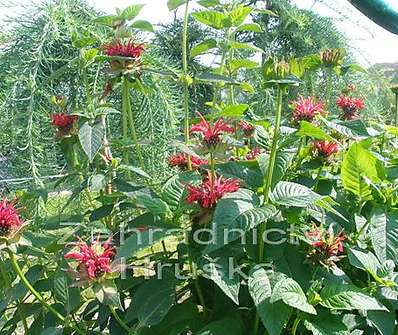 Monarda Squaw