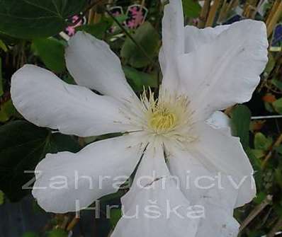plamének - Clematis 'Roko - kolla'