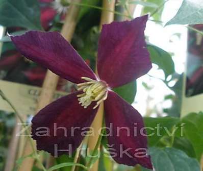 plamének - Clematis 'Mikelite'