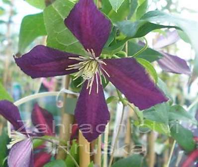 plamének - Clematis 'Mikelite'
