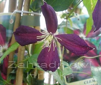 plamének - Clematis 'Mikelite'