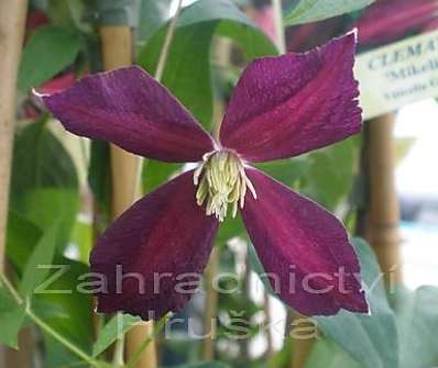 plamének - Clematis 'Mikelite'