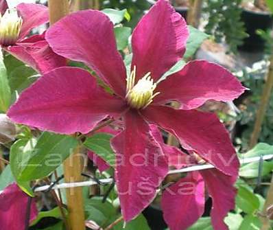plamének - Clematis 'Niobe'