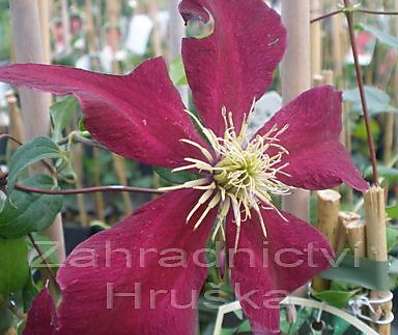 plamének - Clematis 'Niobe'