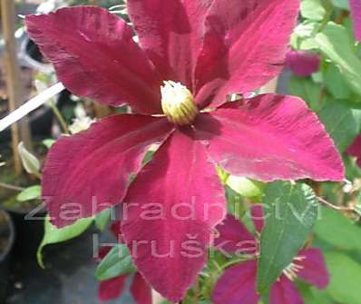plamének - Clematis 'Niobe'