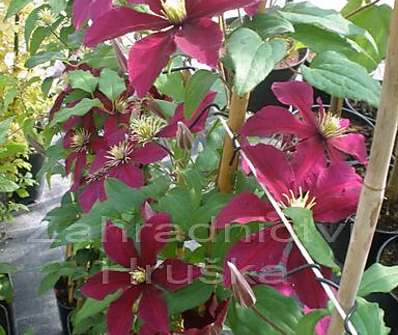 plamének - Clematis 'Niobe'