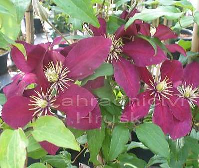 plamének - Clematis 'Niobe'