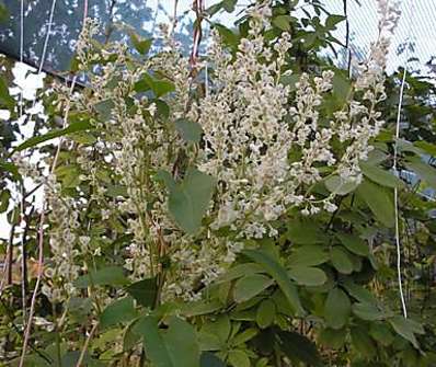 rdesno -Polygonum baldschuanicum