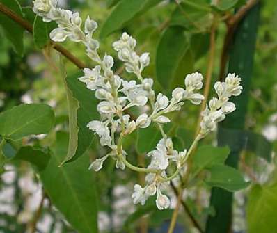rdesno -Polygonum baldschuanicum