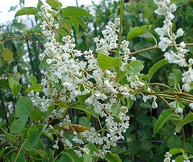 rdesno -Polygonum baldschuanicum