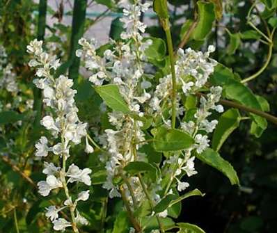 rdesno -Polygonum baldschuanicum